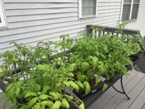 Tomatoes 5-22